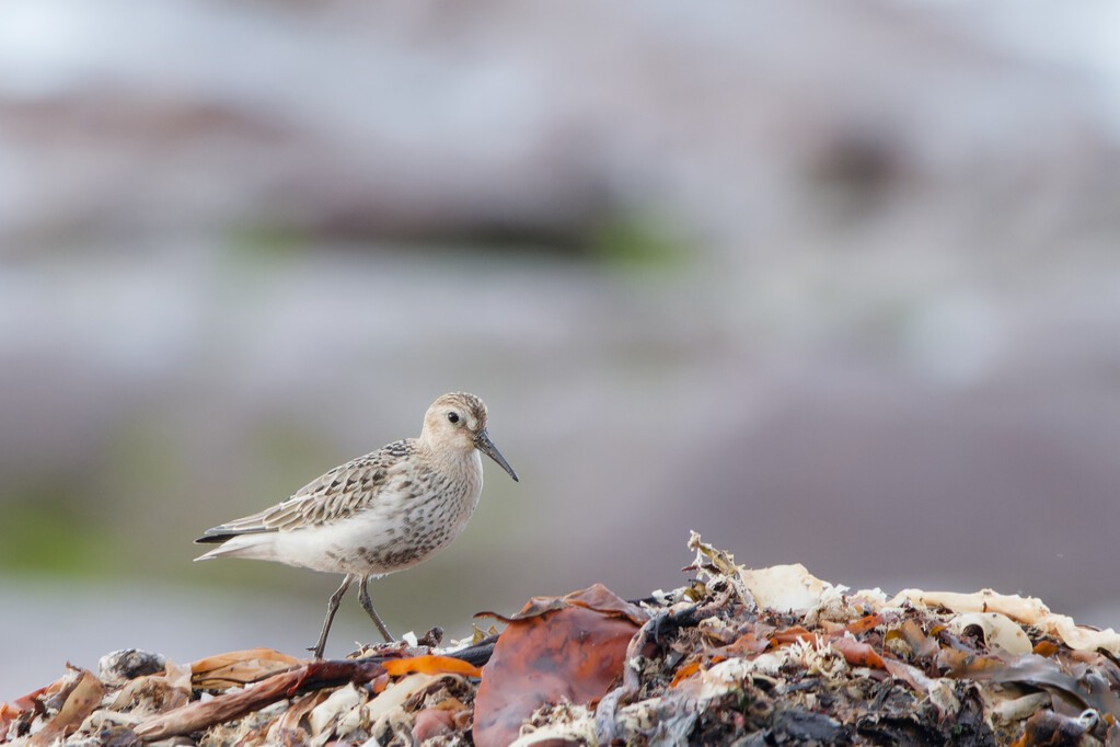 Dunlin